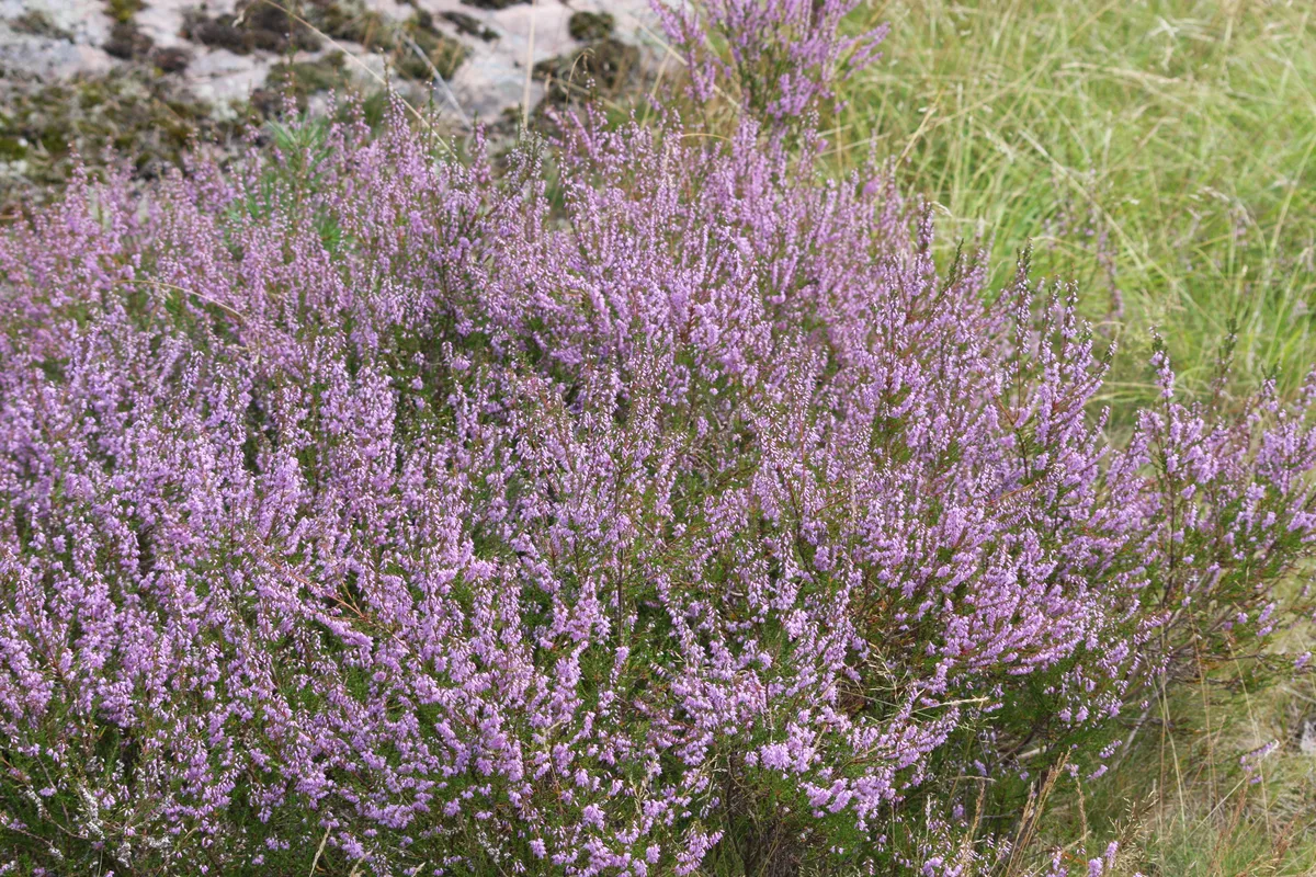 Scotch Heather (Calluna vulgaris)