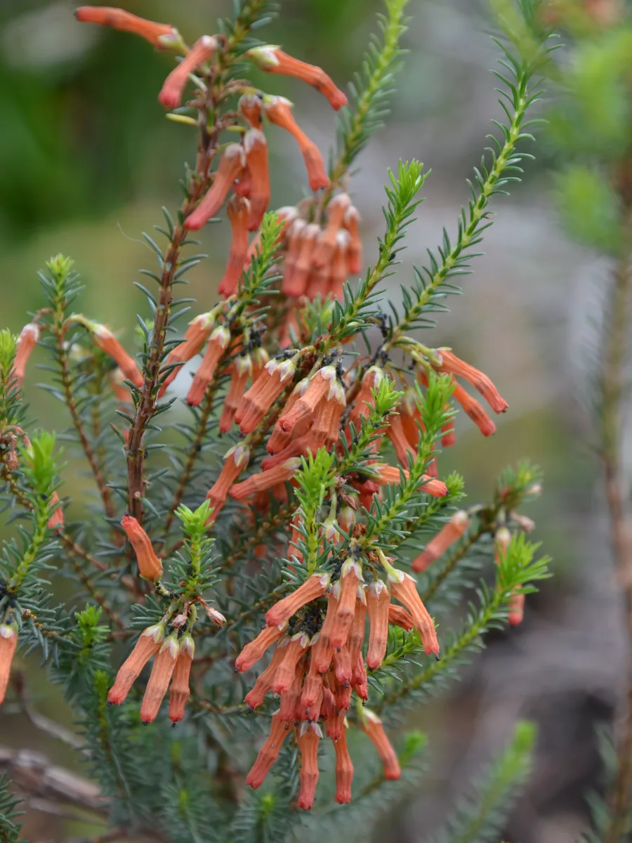 Tree Heath Cape (Erica mammosa)