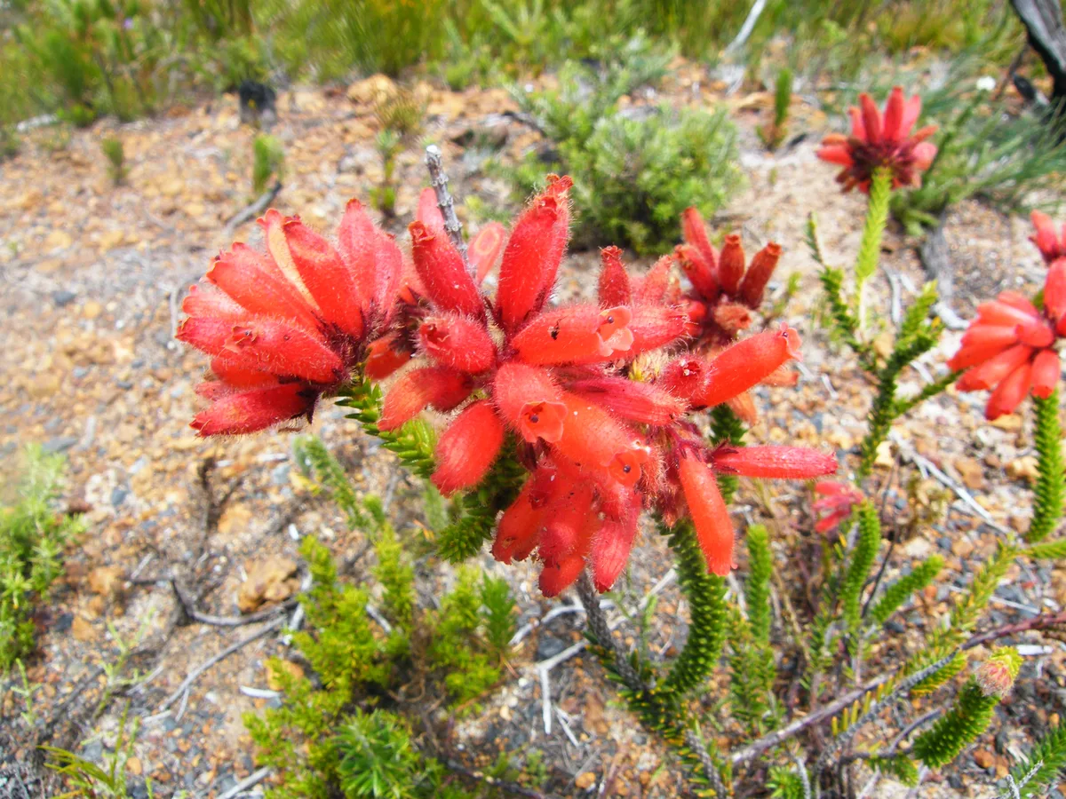 Cape Heath (Erica cerinthoides)