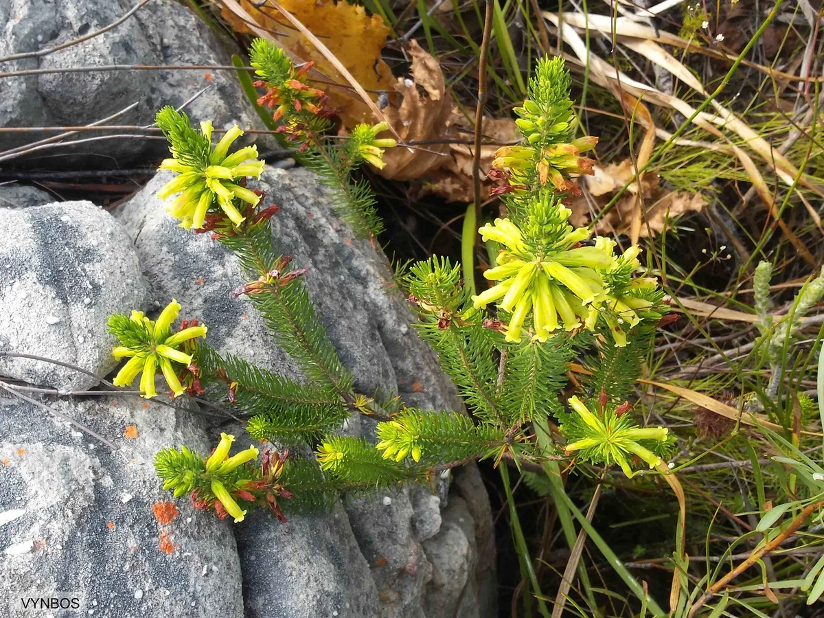 Sticky Heath (Erica viscaria)