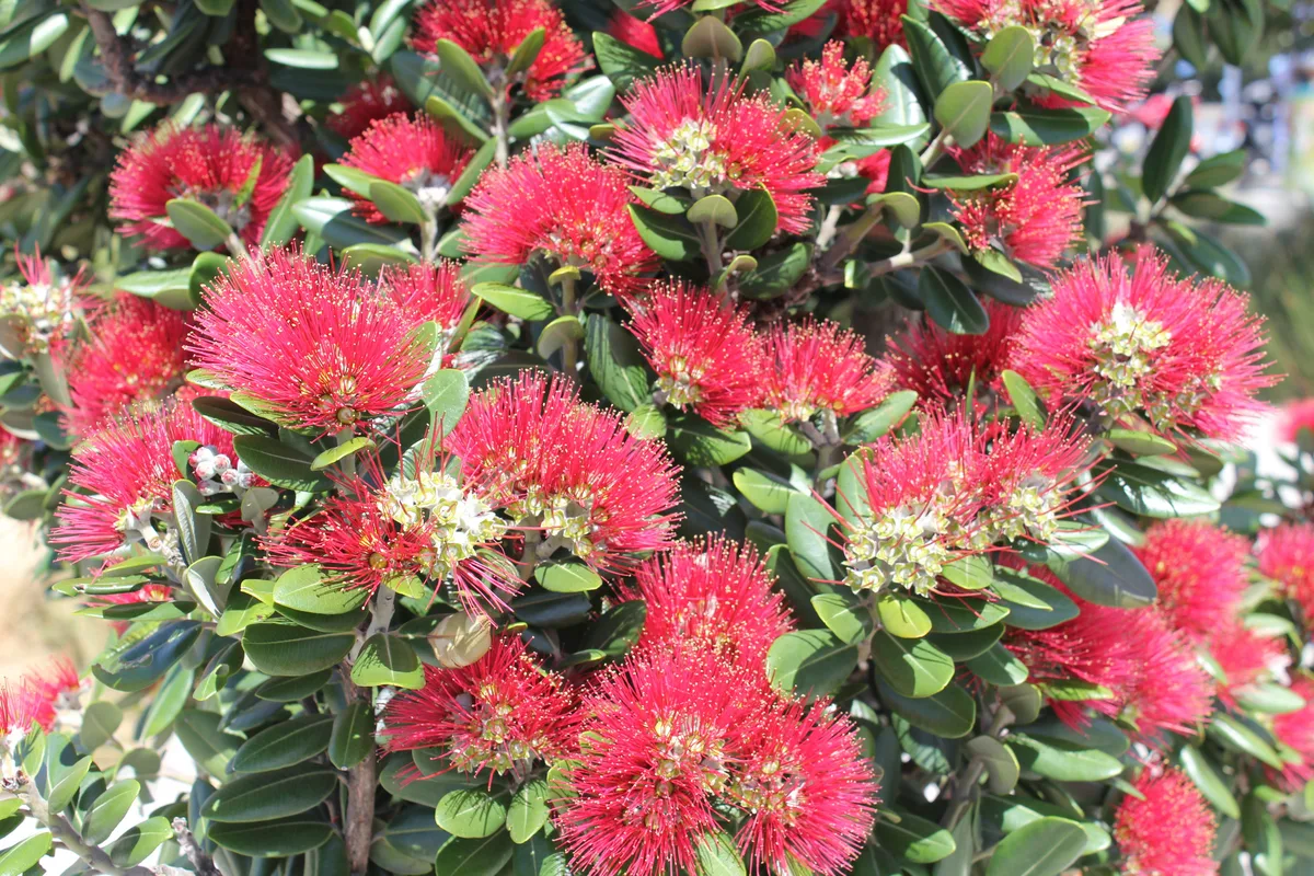 Pohutukawa (Metrosideros excelsa)