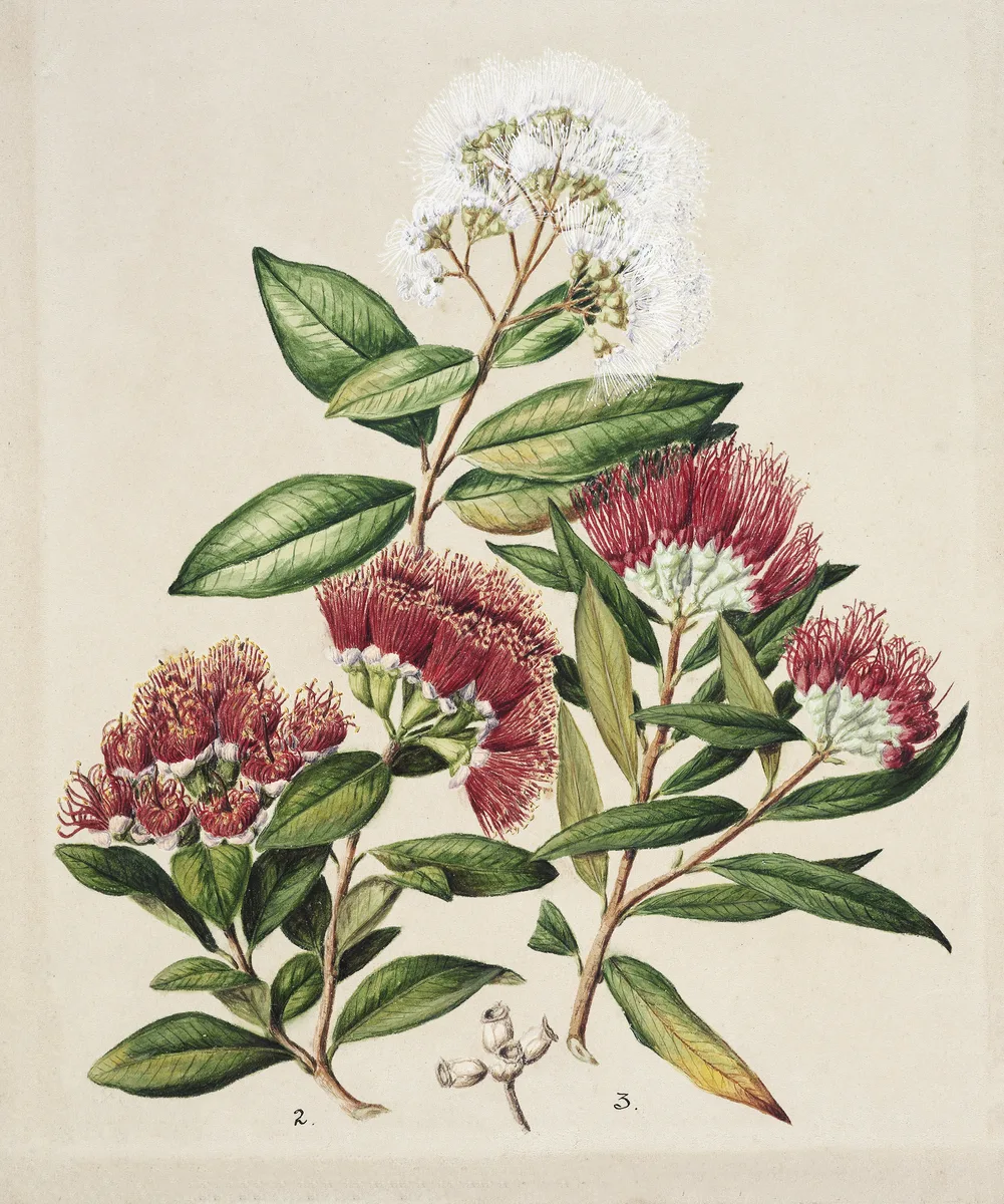 Southern Rata
