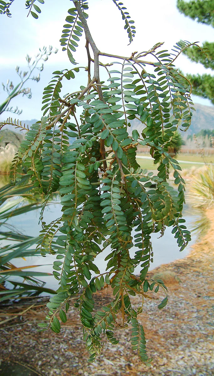 Large-leaved Kowhai