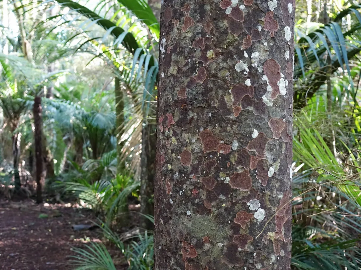 Matai (Prumnopitys taxifolia)