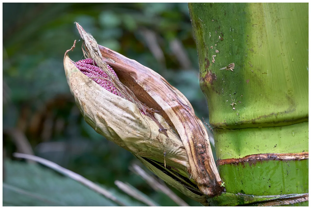 Nikau Palm (Rhopalostylis sapida)