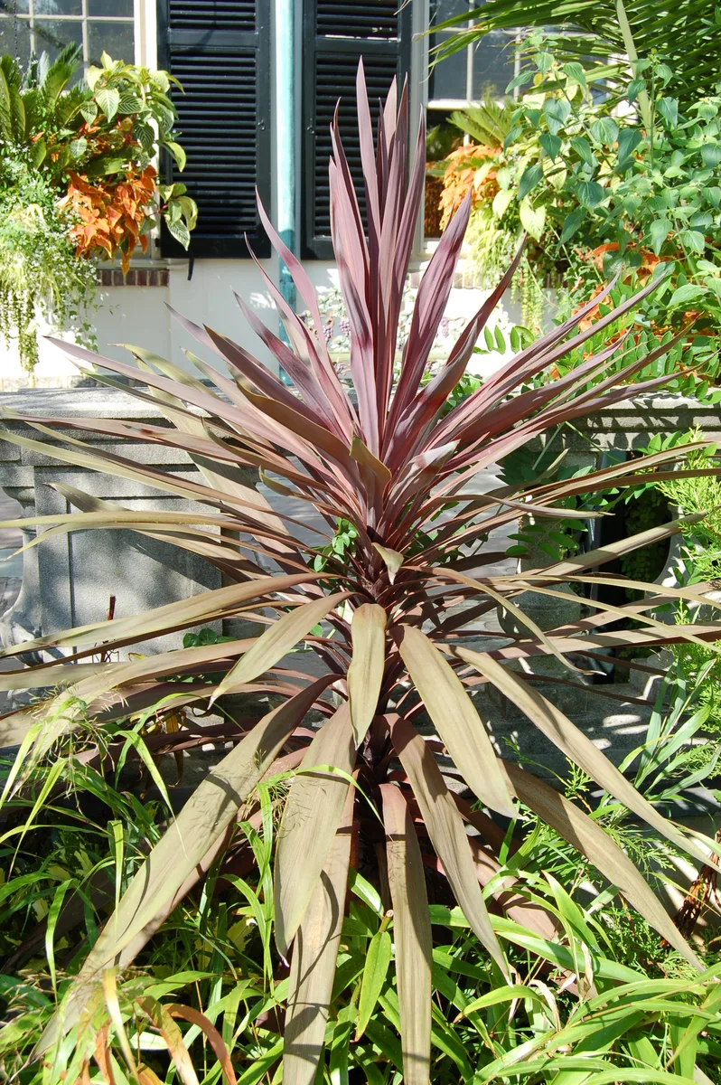 New Zealand Cabbage Tree (Cordyline australis)