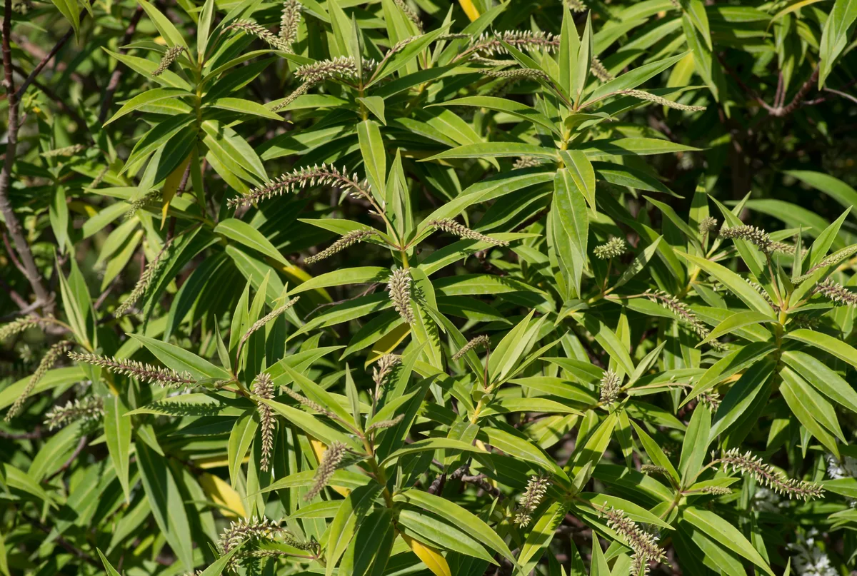 Willow-leaved Hebe