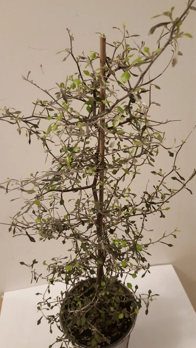 Korokia (Corokia cotoneaster)