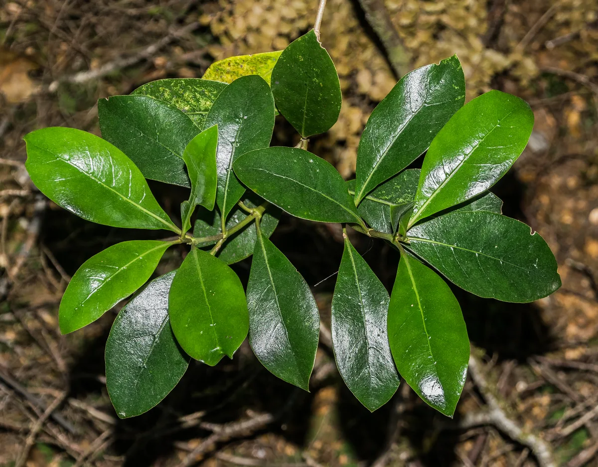 Shining Coprosma