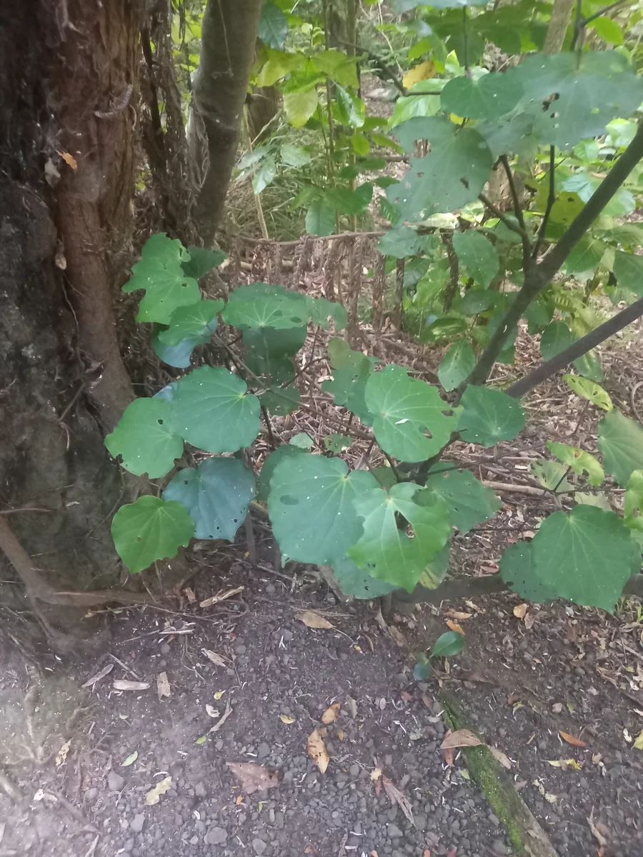 Kawakawa