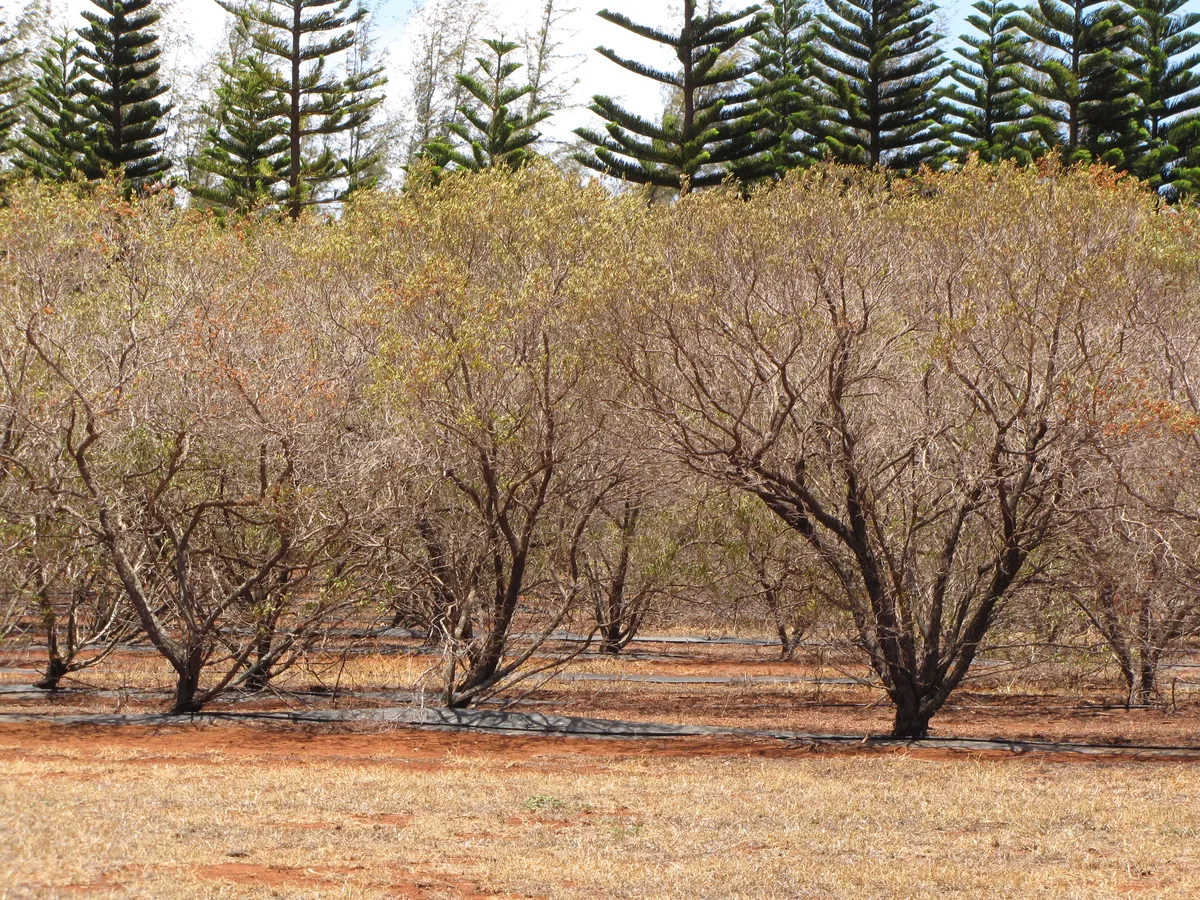 Akeake (Dodonaea viscosa)