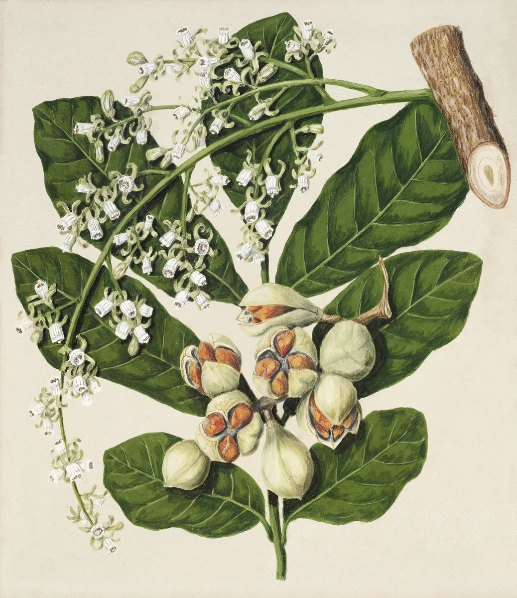 Kohekohe (Didymocheton spectabilis)