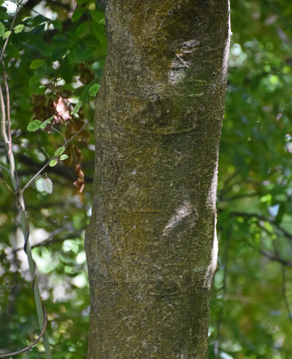 Marbleleaf