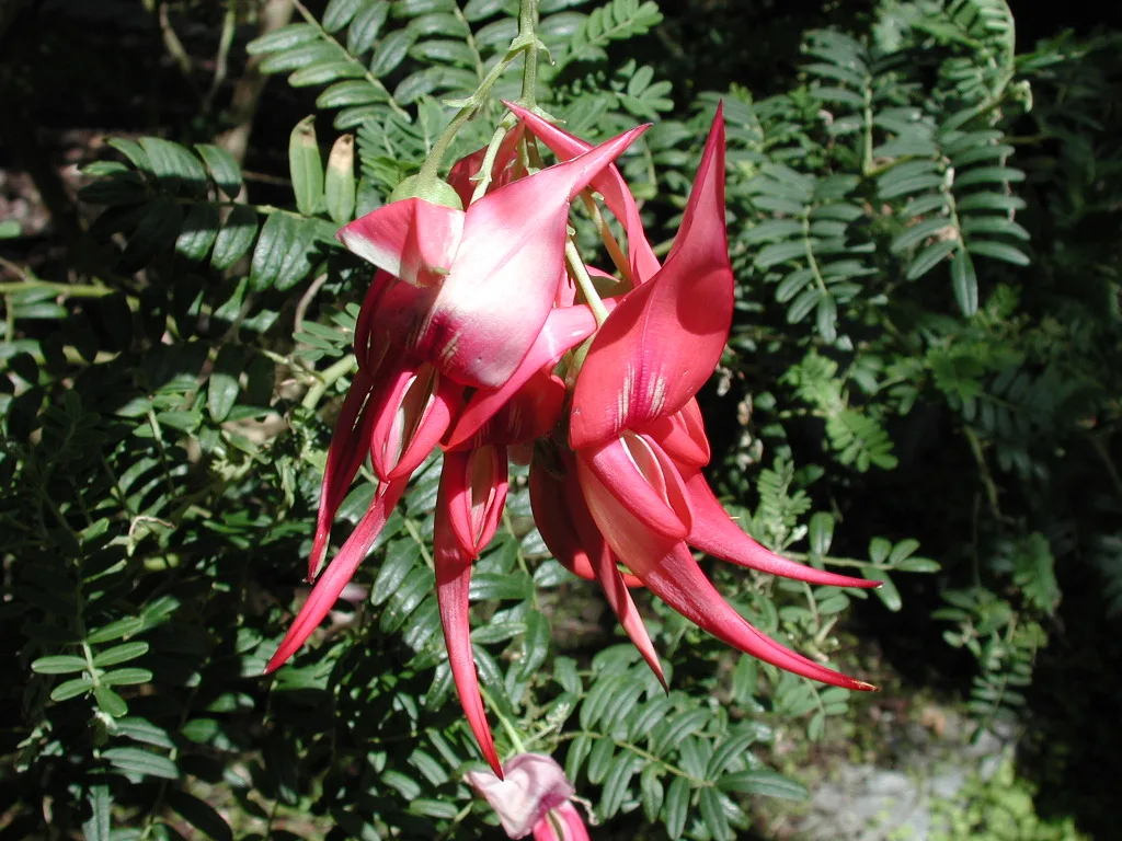 Red Kakabeak (Clianthus puniceus)