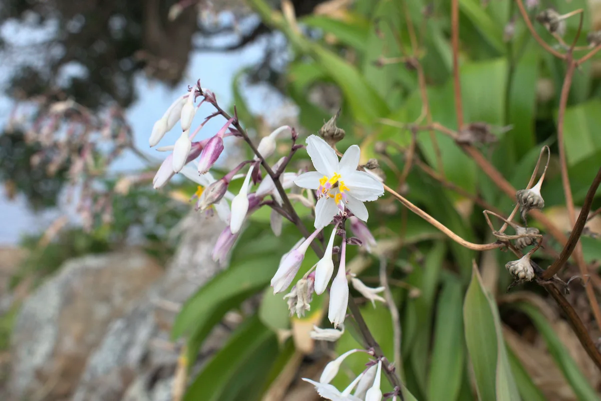 Rengarenga Lily (Arthropodium cirratum)