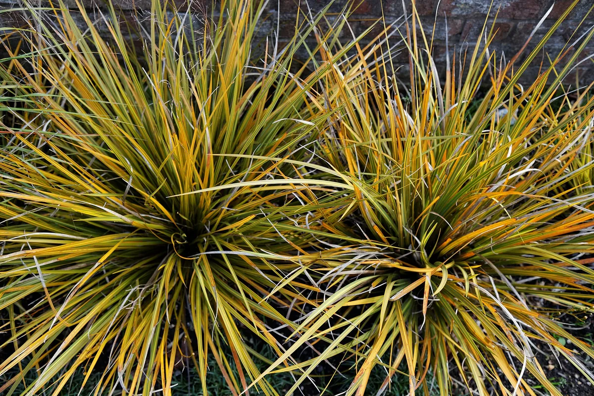 New Zealand Iris (Libertia peregrinans)