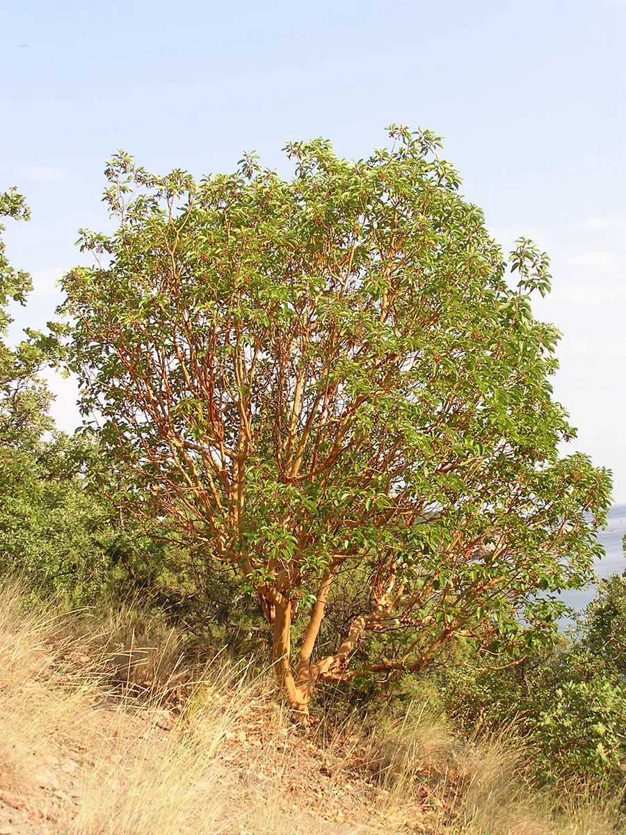 Strawberry Clover Tree (Arbutus andrachne)