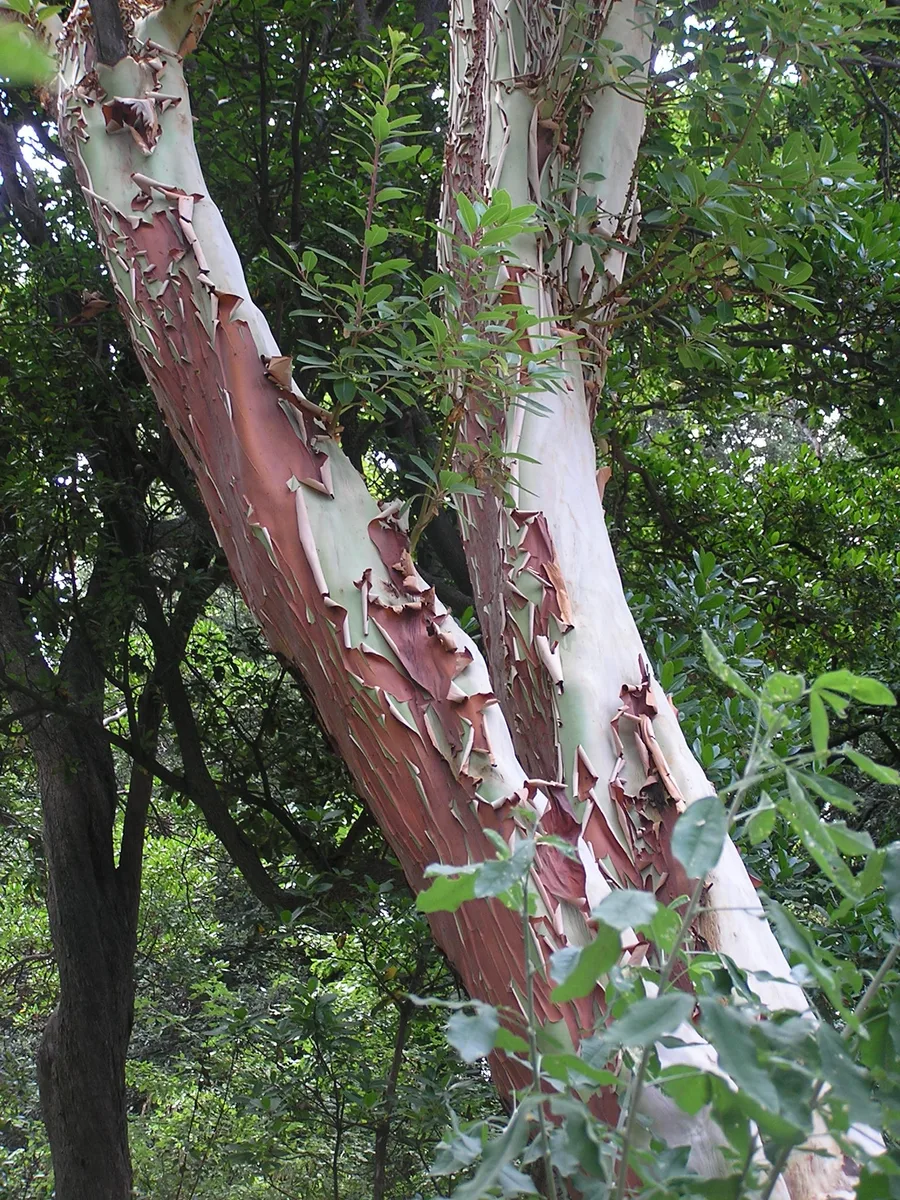 Grecian Strawberry Tree (Arbutus andrachnoides)