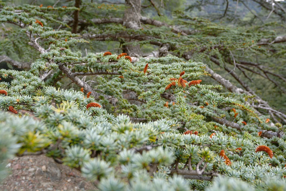 Cyprus Cedar (Cedrus brevifolia)