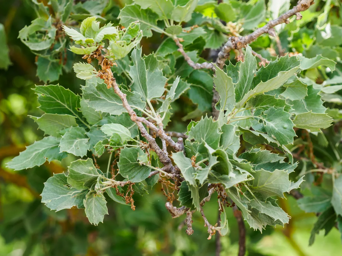 Valonia Oak (Quercus ithaburensis)