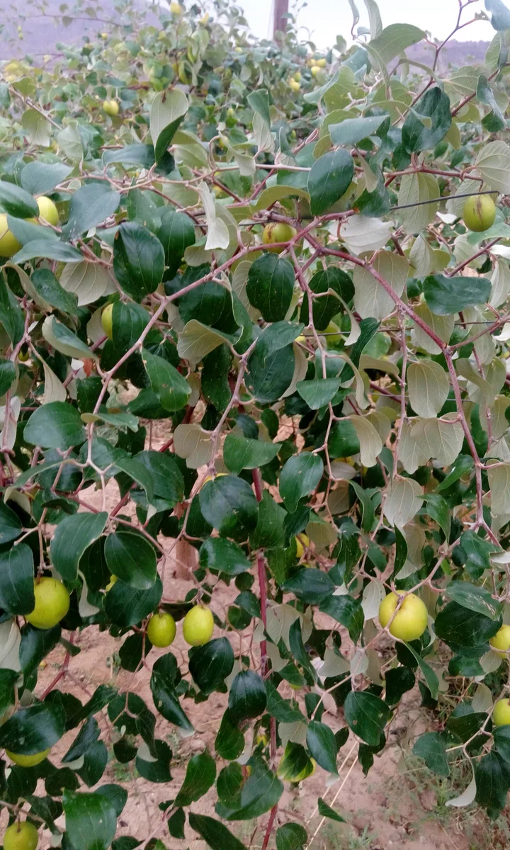 Christ Thorn Jujube