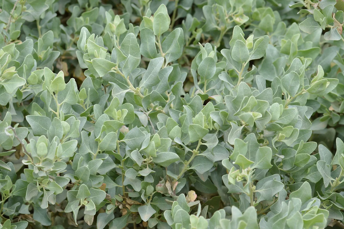 Mediterranean Saltbush