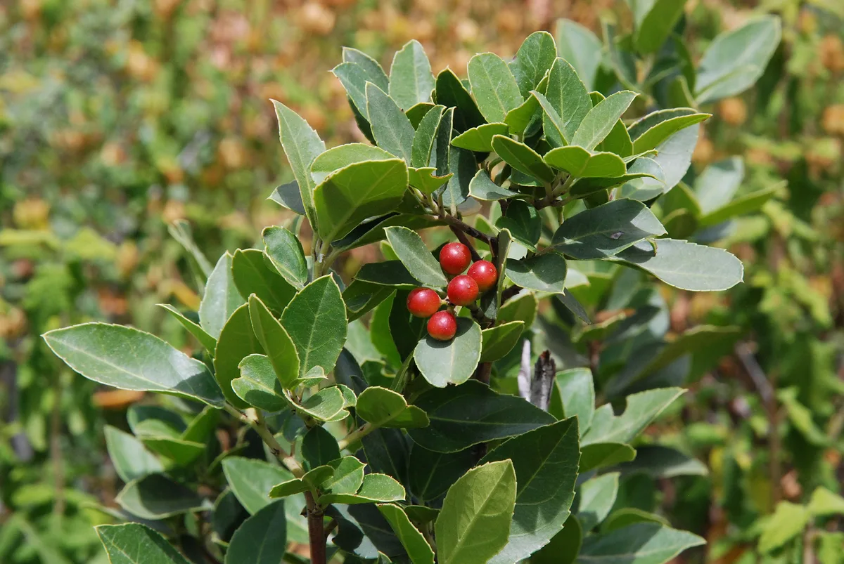 Italian Buckthorn (Rhamnus saxatilis)