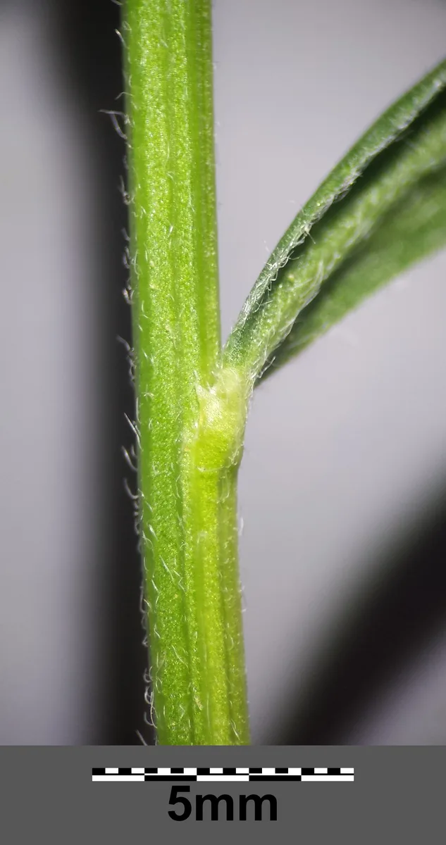Dyers Greenweed (Genista tinctoria)
