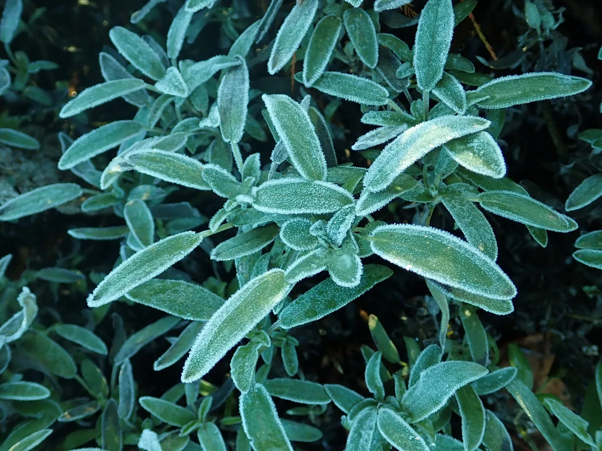 Spanish Sage (Salvia lavandulifolia)