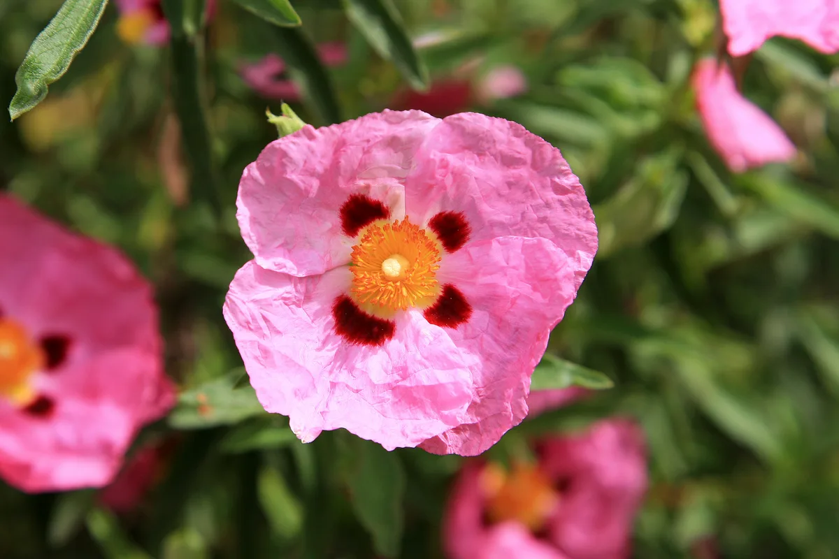 Cretan Rockrose (Cistus creticus)