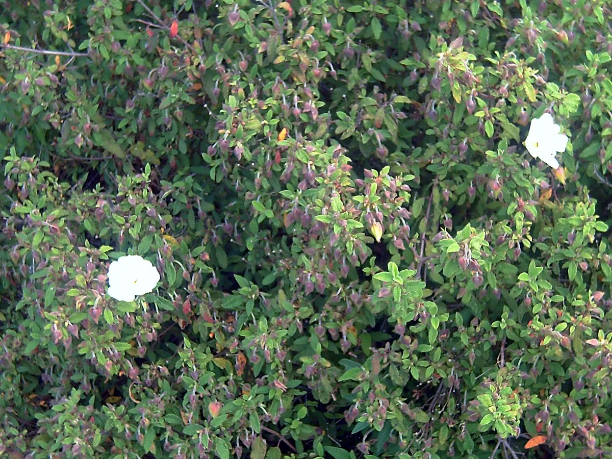 Sageleaf Rockrose (Cistus salviifolius)