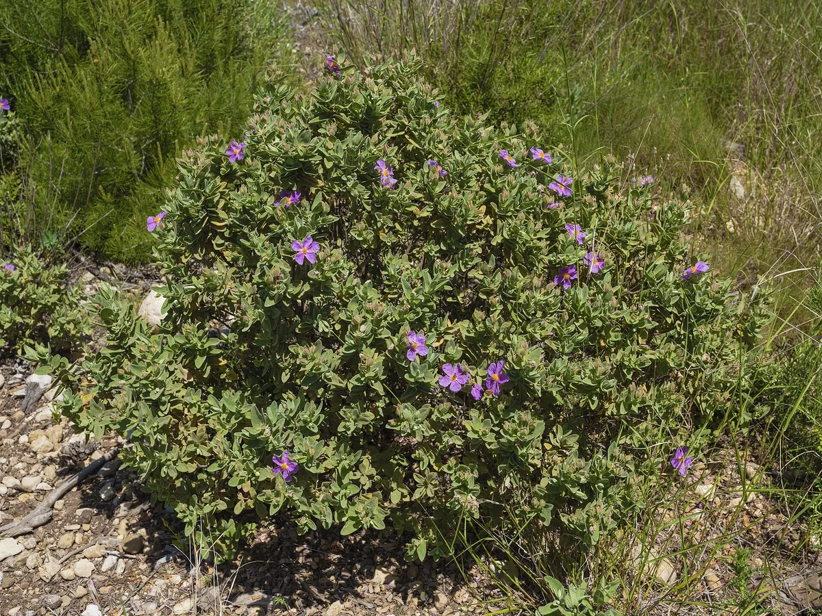 Gray Rockrose