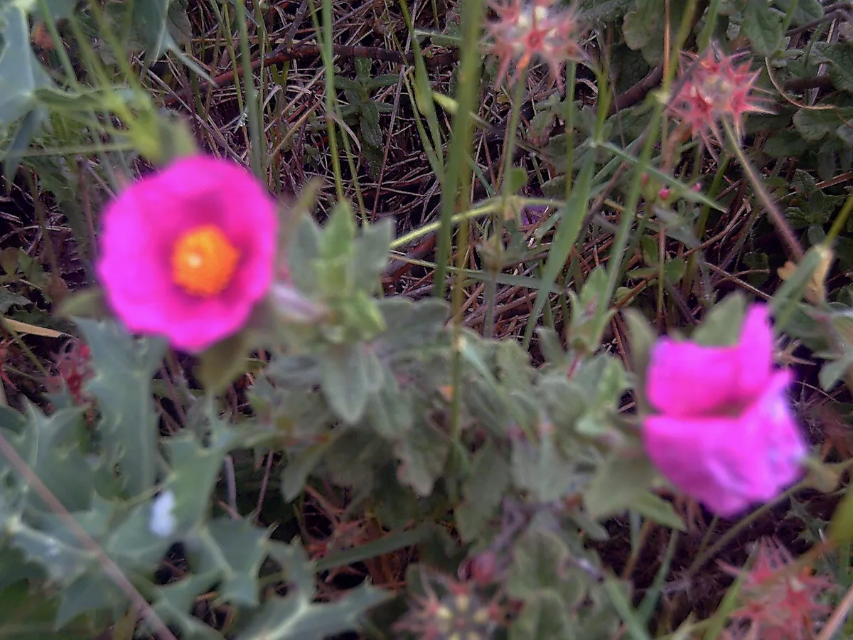 Hairy Rockrose