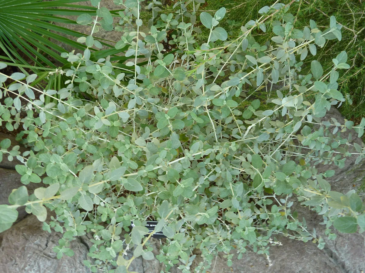 Tree Germander (Teucrium fruticans)