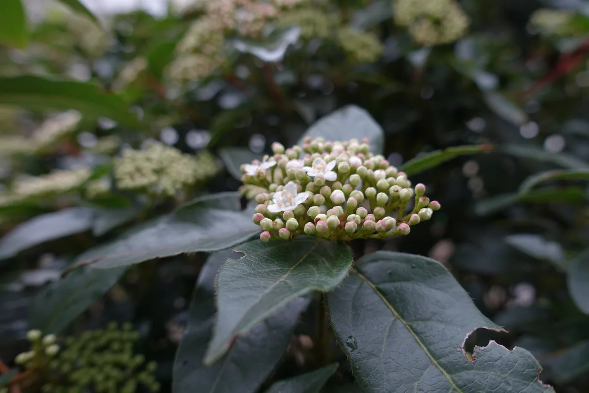 Mediterranean Viburnum