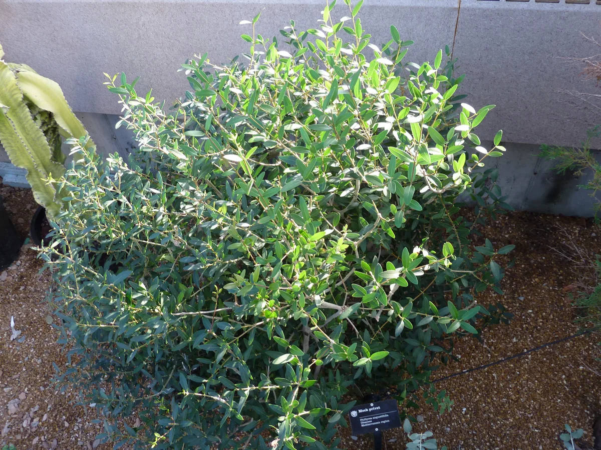 Narrow-leaved Phillyrea (Phillyrea angustifolia)
