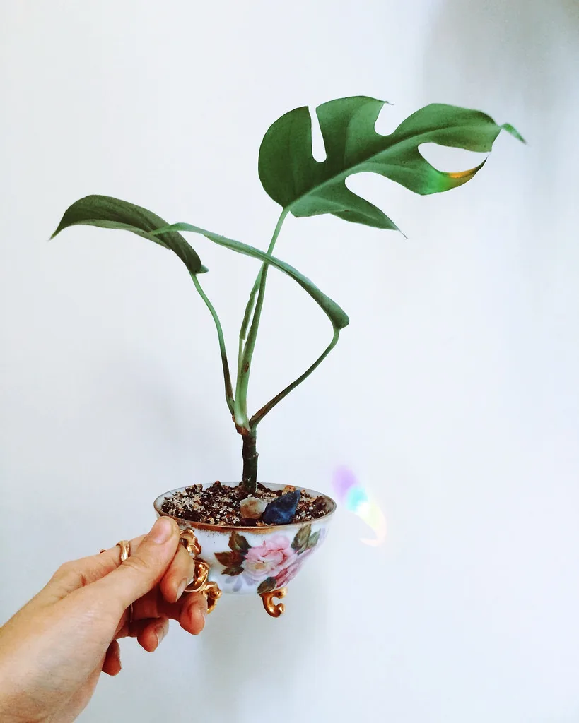 Mini Monstera (Rhaphidophora tetrasperma)