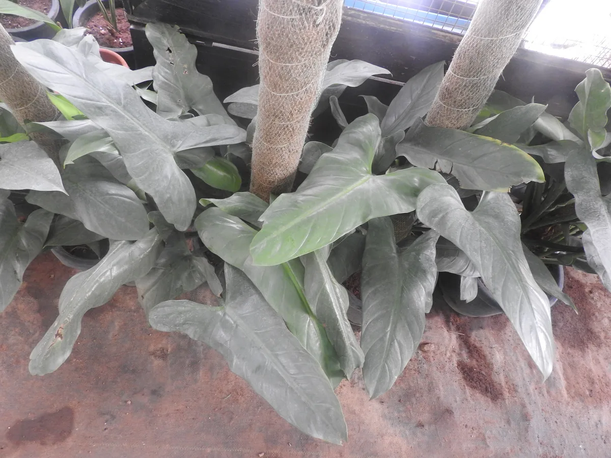Silver Sword Philodendron