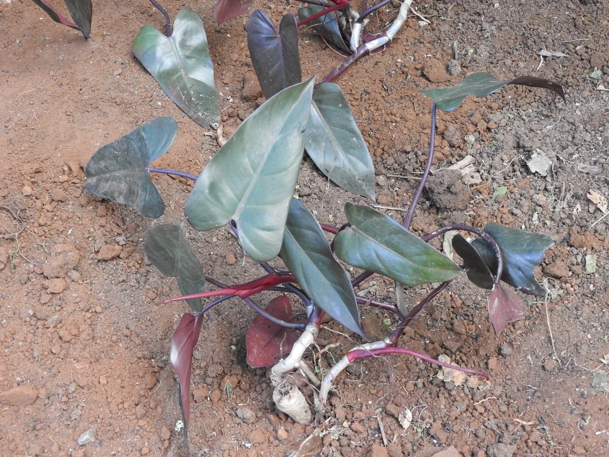 Painted Lady Philodendron (Philodendron erubescens)