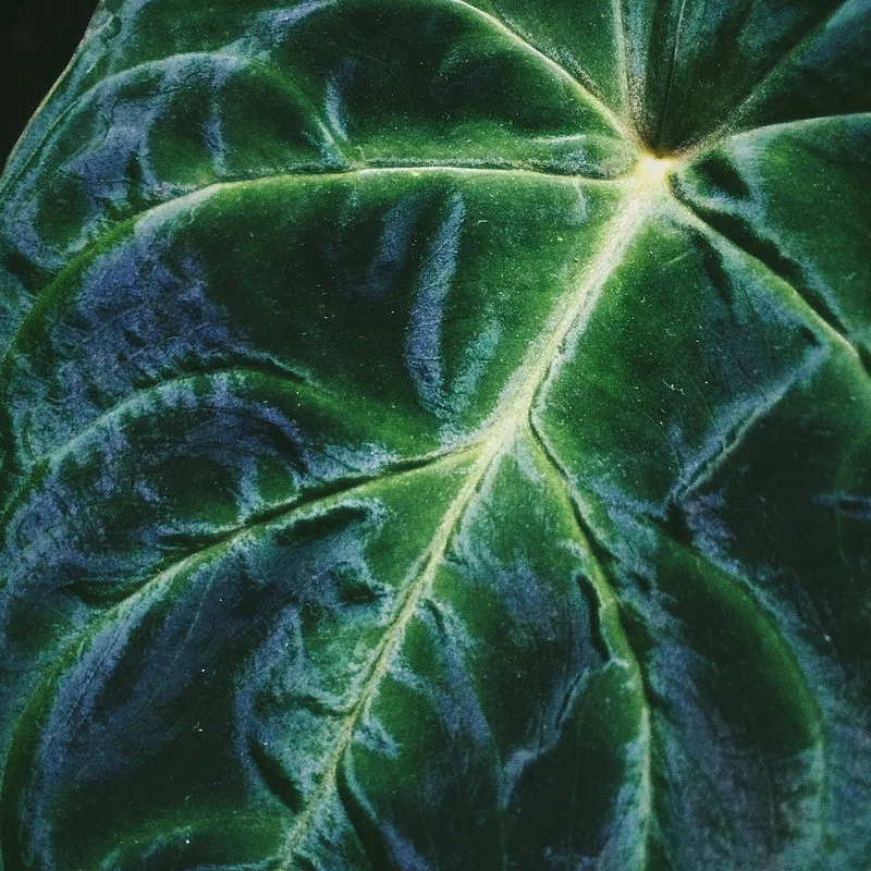 Velvet Leaf Philodendron (Philodendron verrucosum)