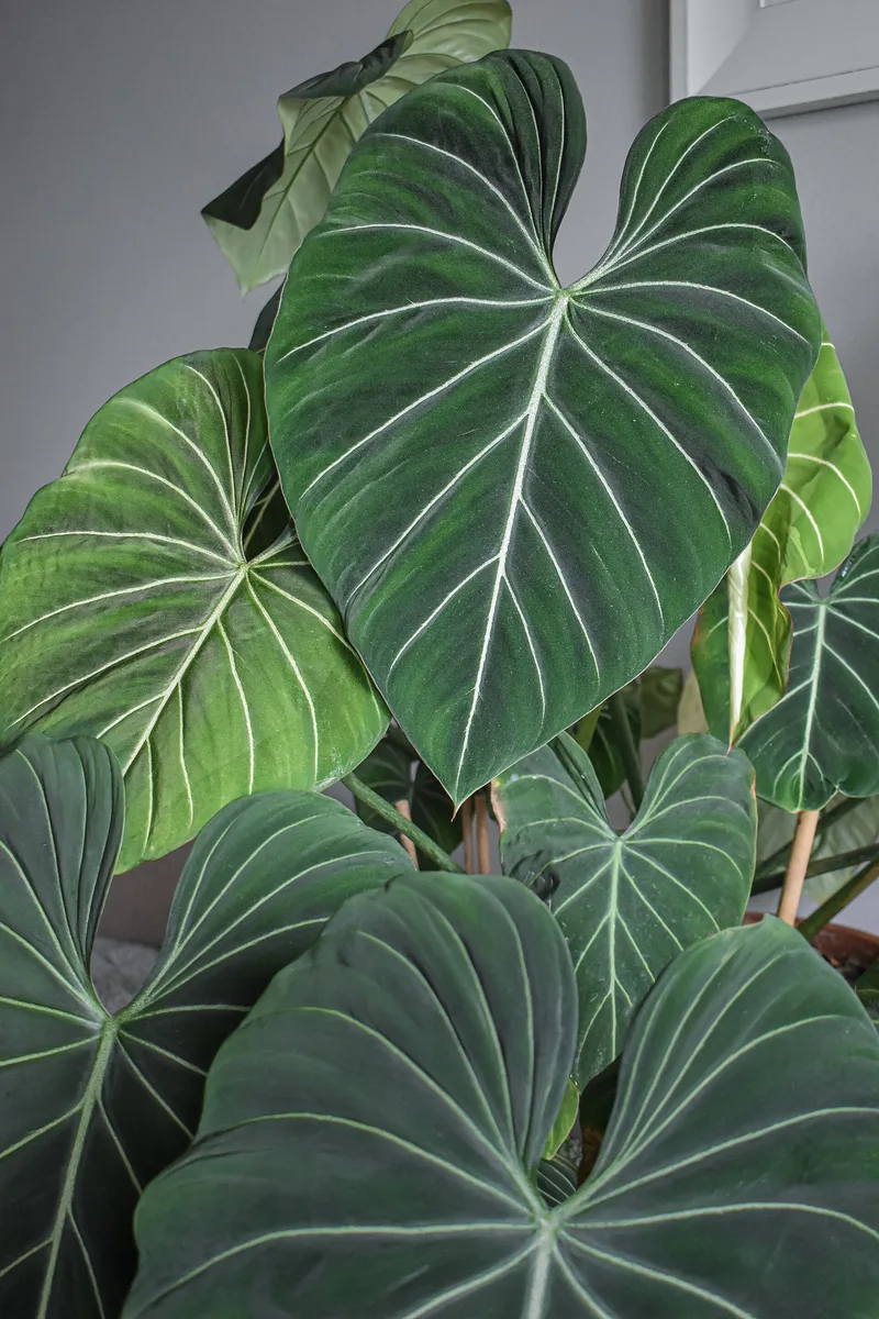 Glorious Philodendron (Philodendron gloriosum)