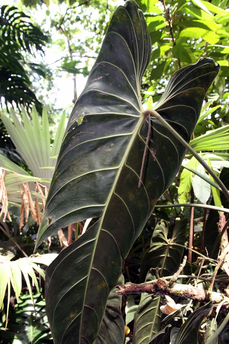 Splendid Philodendron (Philodendron melanochrysum)