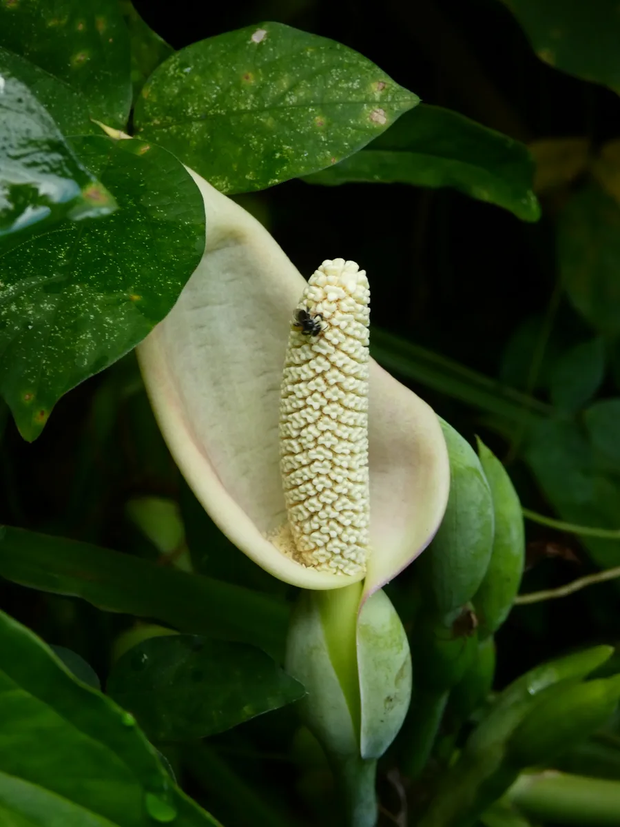 Three Kings Syngonium (Syngonium angustatum)