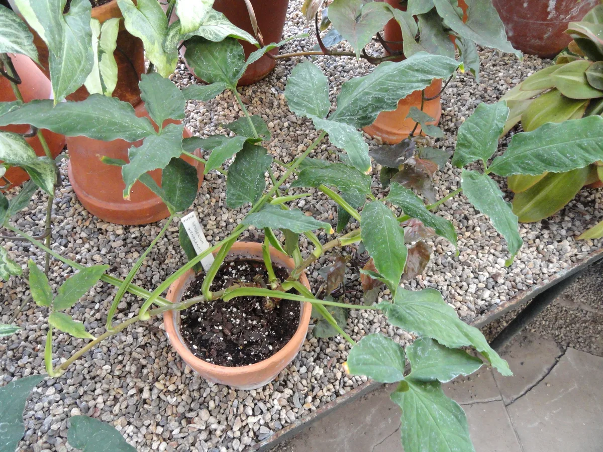 Velvet Syngonium (Syngonium wendlandii)
