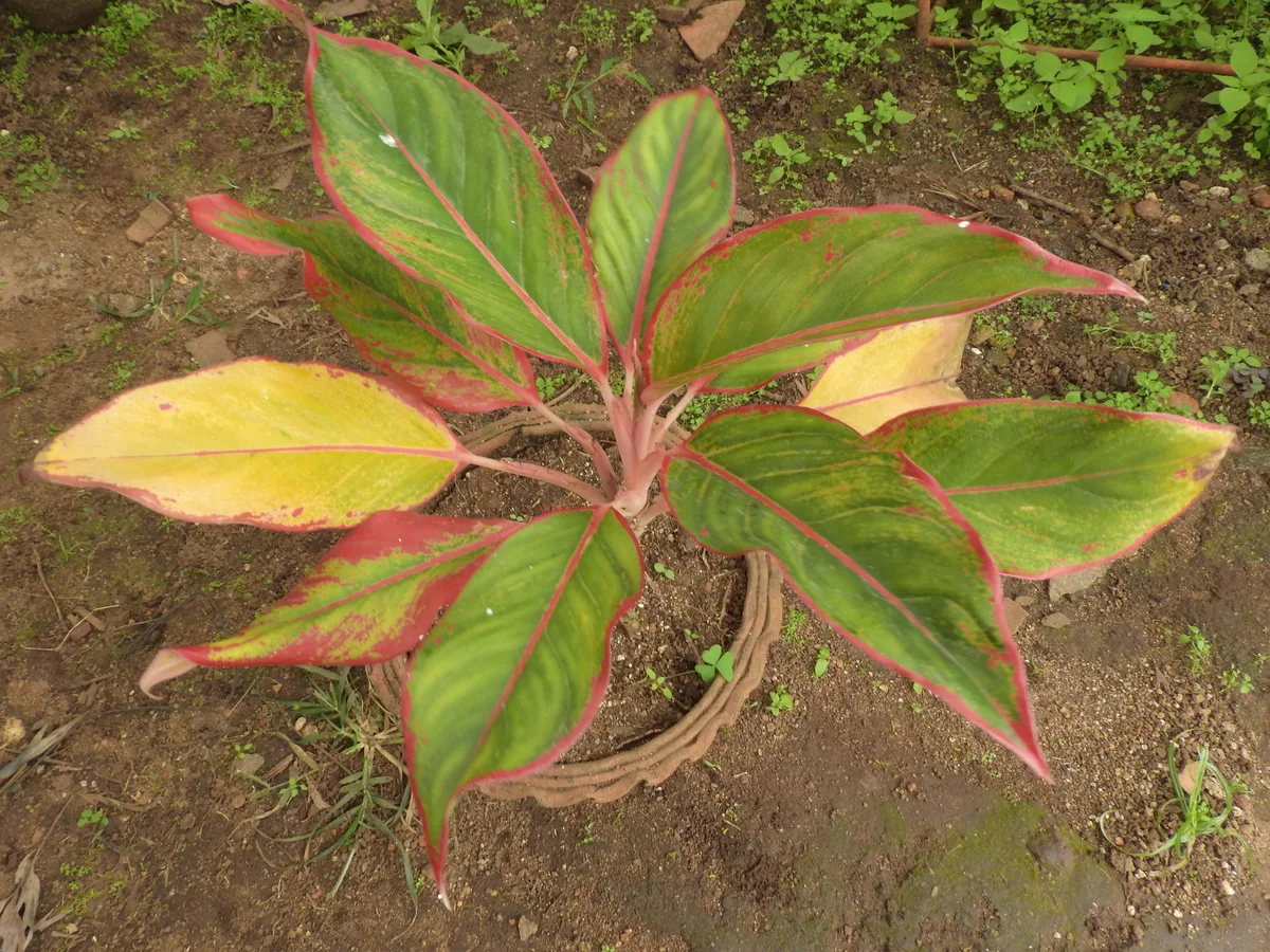 Red Aglaonema