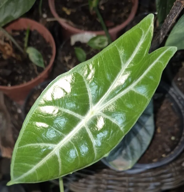 Arrowleaf Elephant Ear (Alocasia longiloba)