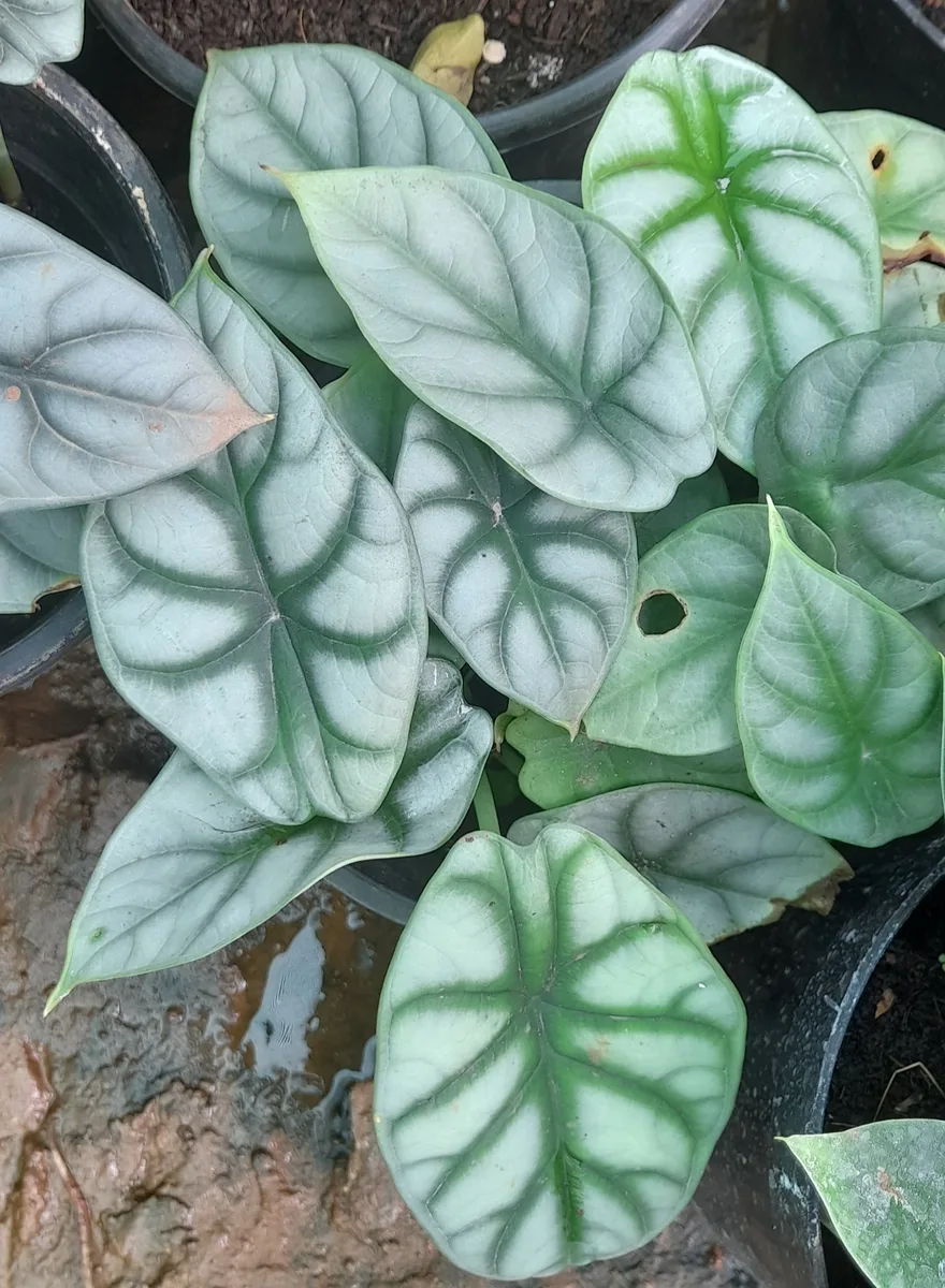 Silver Dragon Alocasia (Alocasia baginda)