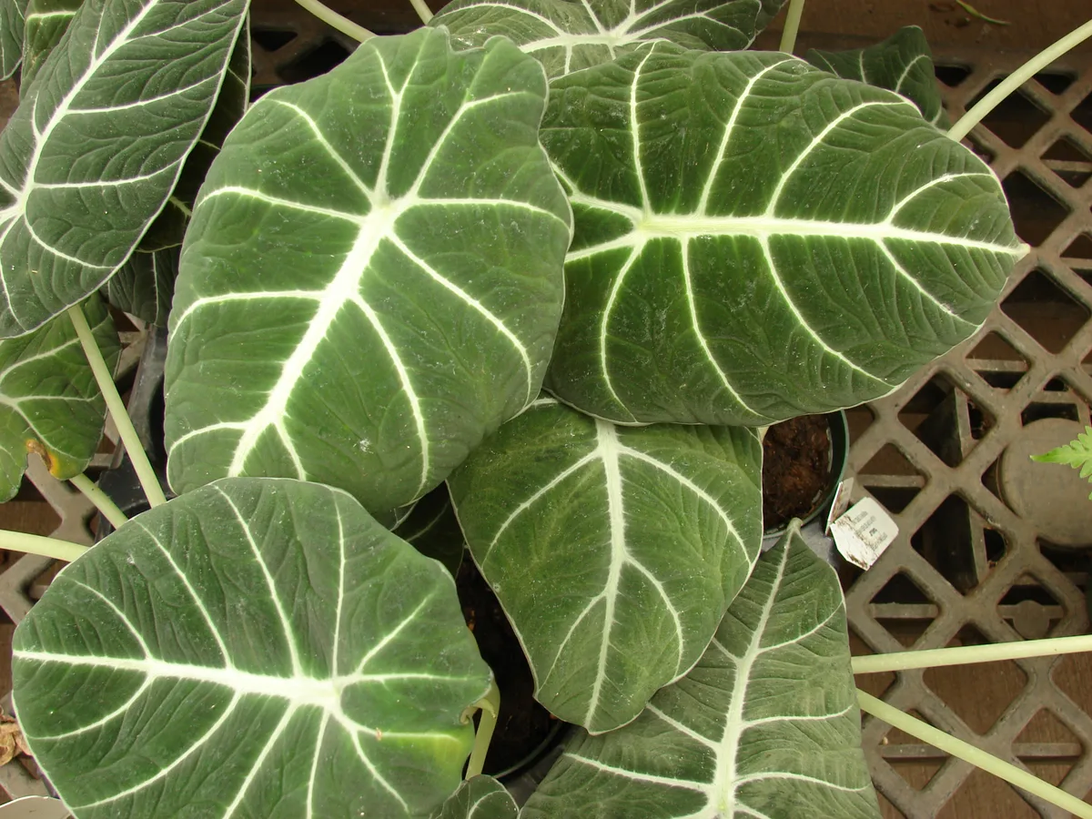 Black Velvet Alocasia
