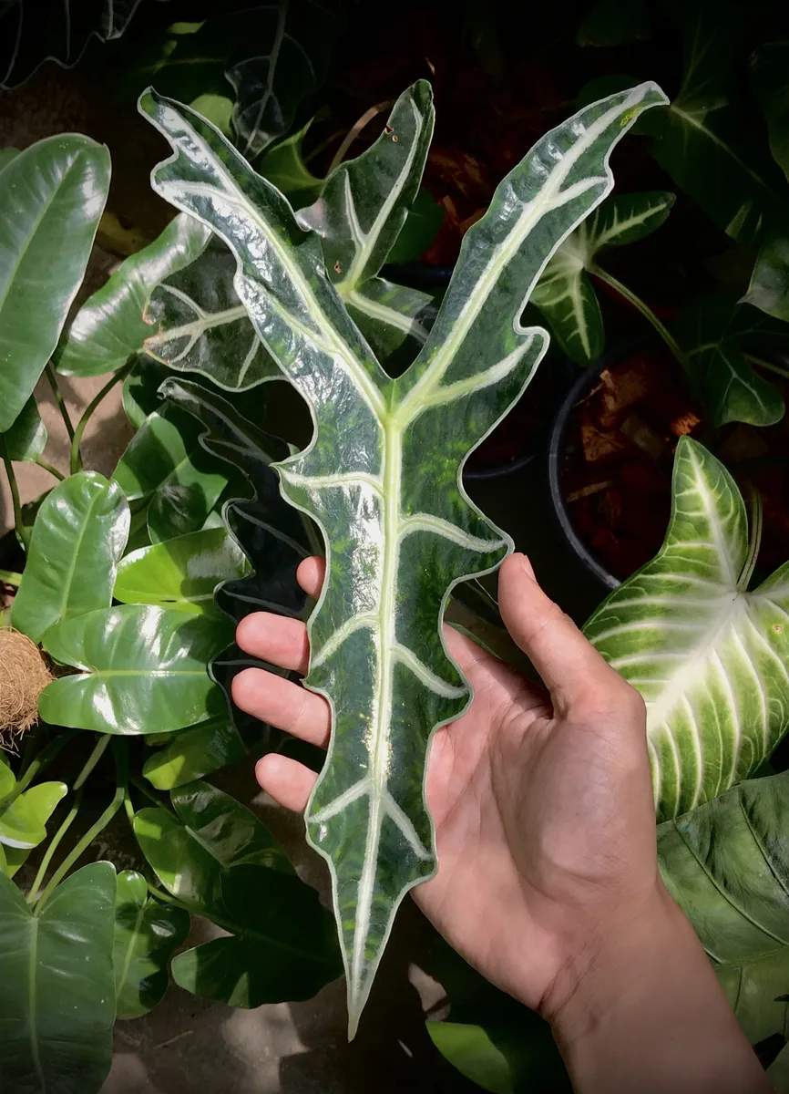 African Mask Plant (Alocasia sanderiana)