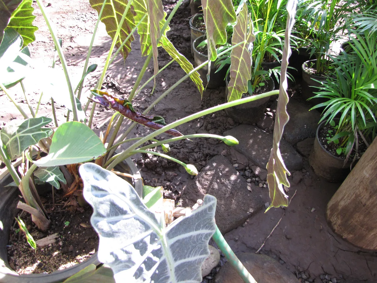 Amazon Elephant Ear (Alocasia amazonica)